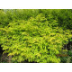 Keltasulkaterttuselja 'Sutherland Gold' (Sambucus racemosa 'Sutherland Gold') 